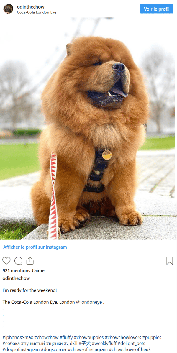 social-data-insights-consommateurs-chow-chow